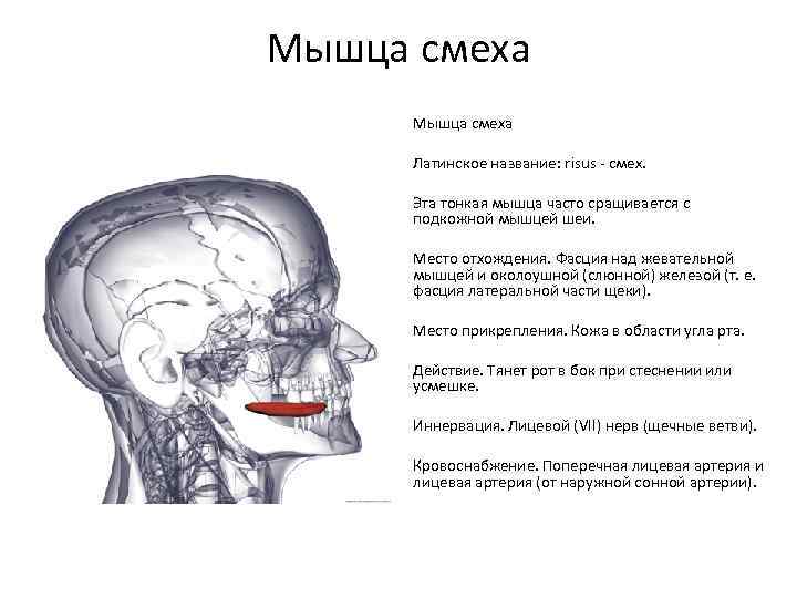 Мышца смеха Латинское название: risus - смех. Эта тонкая мышца часто сращивается с подкожной