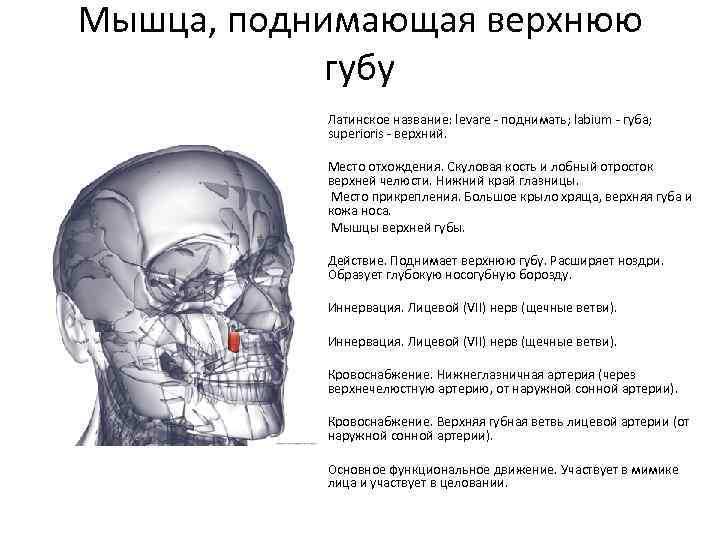 Мышца, поднимающая верхнюю губу Латинское название: levare - поднимать; labium - губа; superioris -