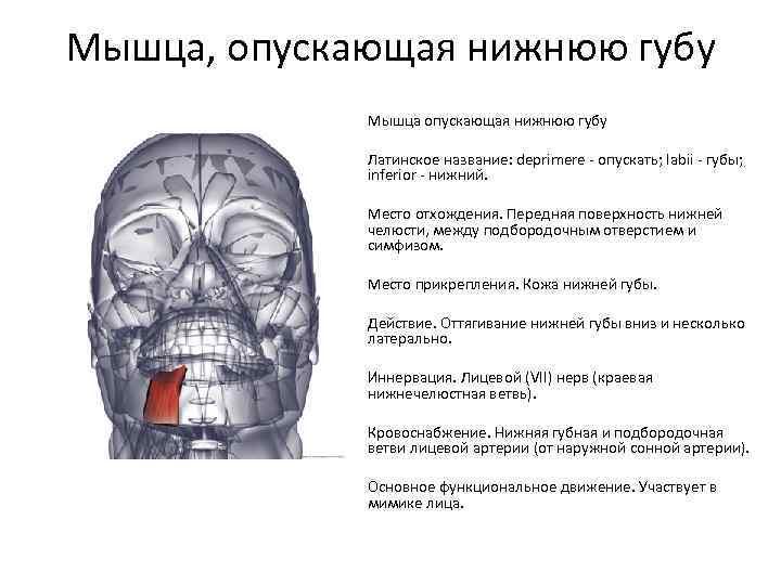 Мышца, опускающая нижнюю губу Мышца опускающая нижнюю губу Латинское название: deprimere - опускать; labii