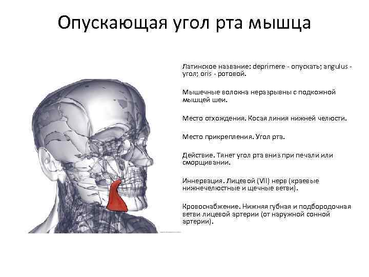 Опускающая угол рта мышца Латинское название: deprimere - опускать; angulus угол; oris - ротовой.