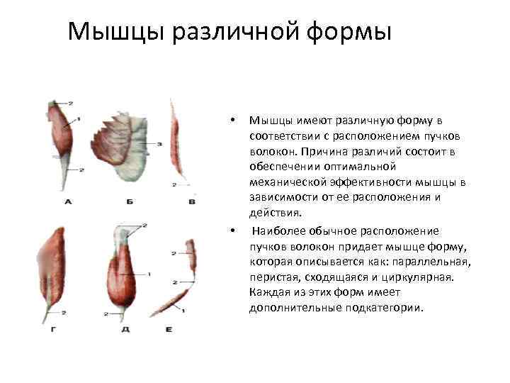 Мышцы различной формы • • Мышцы имеют различную форму в соответствии с расположением пучков