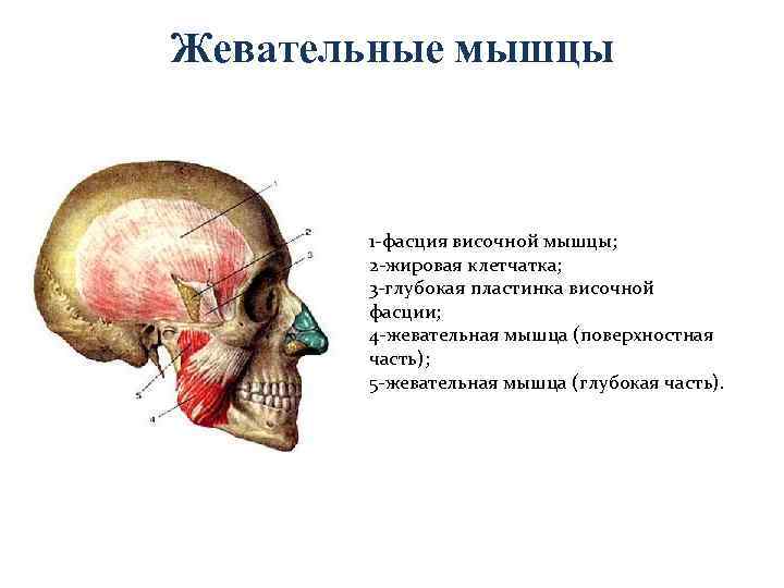 Жевательные мышцы 1 -фасция височной мышцы; 2 -жировая клетчатка; 3 -глубокая пластинка височной фасции;