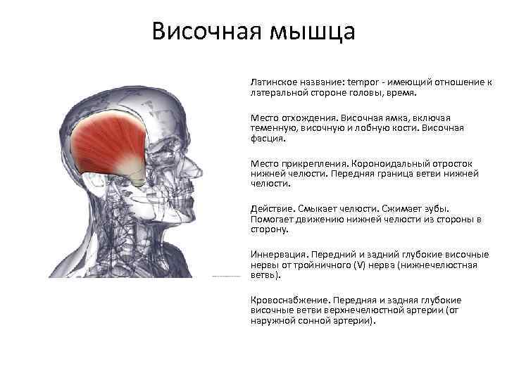 Мышца на латинском