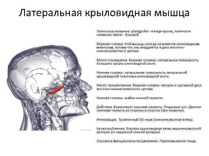 Латеральная крыловидная мышца Латинское название: pterygodes - в виде крыла; латинское название lateral -