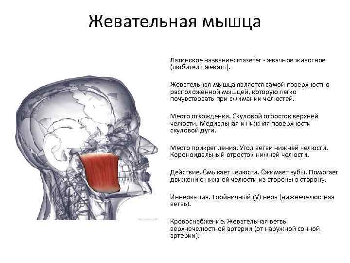 Функции жевательных мышц