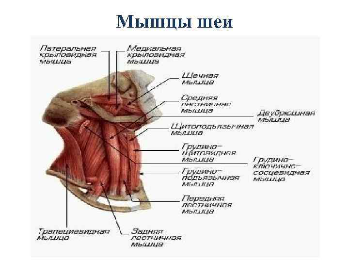 Мышцы шеи фото с описанием