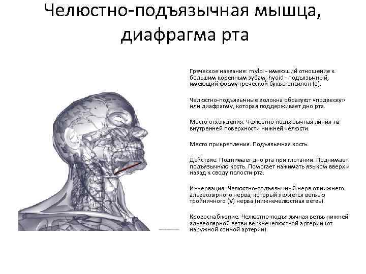 Челюстно-подъязычная мышца, диафрагма рта Греческое название: myloi - имеющий отношение к большим коренным зубам;