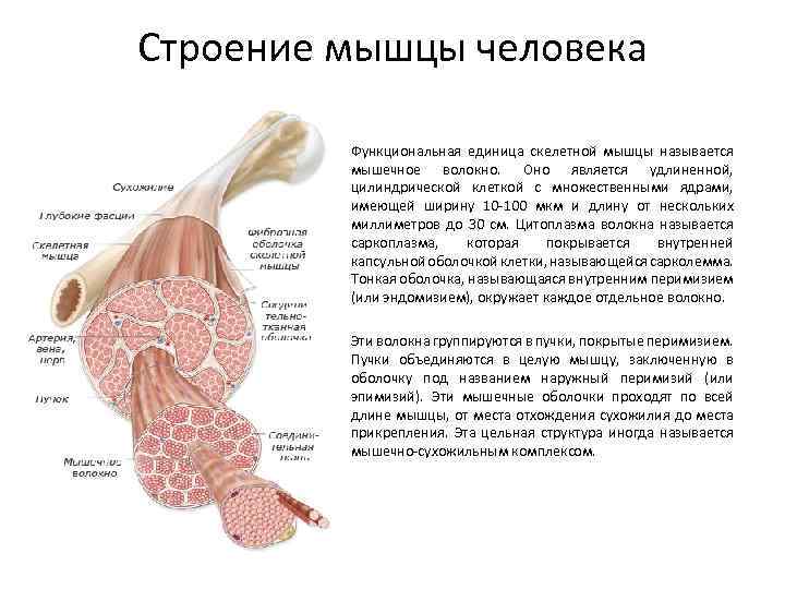 Строение мышцы человека Функциональная единица скелетной мышцы называется мышечное волокно. Оно является удлиненной, цилиндрической