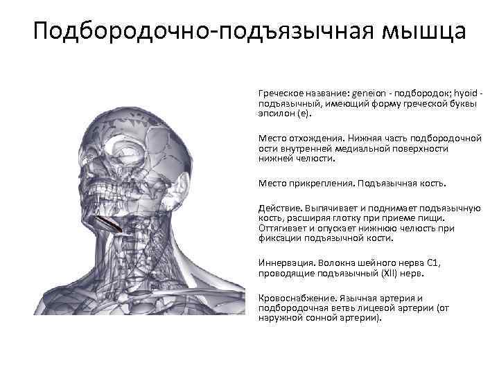 Подъязычная мышца. Подбородочно подъязычная мышца форма. Подбородочно подъязычная мышца шеи функции. Подбородочно подъязычная мышца начало прикрепление функции. Поборочно подьязычная мычса.