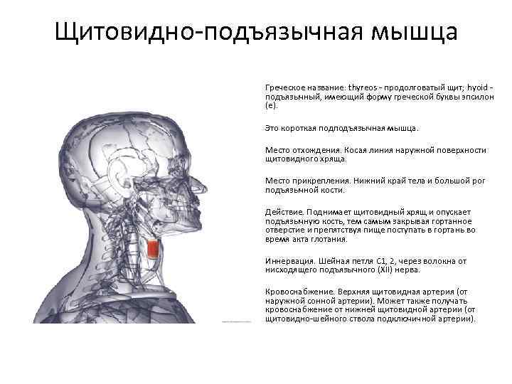 Щитовидно-подъязычная мышца Греческое название: thyreos - продолговатый щит; hyoid подъязычный, имеющий форму греческой буквы