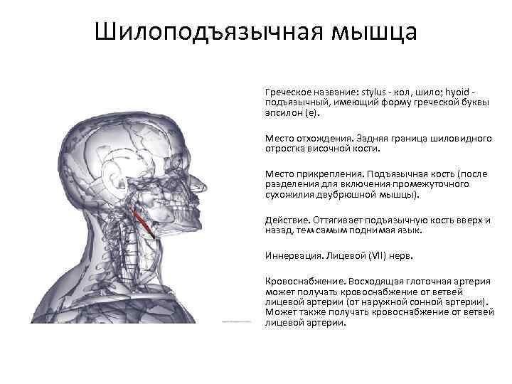 Шилоподъязычная мышца Греческое название: stylus - кол, шило; hyoid подъязычный, имеющий форму греческой буквы