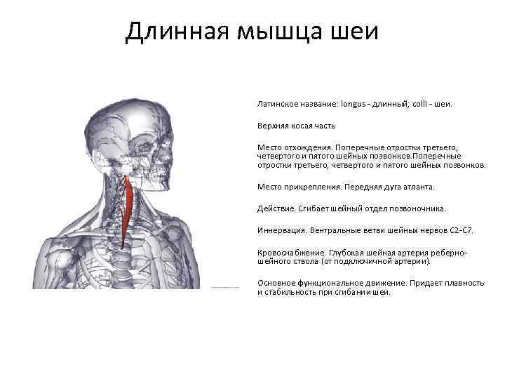 Мышца на латыни. Места прикрепления длинной мышцы шеи. Длинная мышца головы и шеи. Длинная мышца шеи начало прикрепление функции. Длиннейшая мышца шеи анатомия.