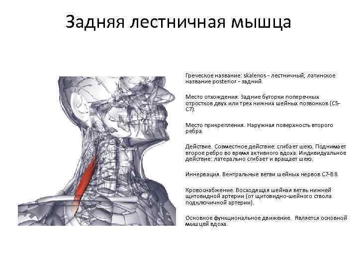 Задняя лестничная мышца Греческое название: skalenos - лестничный; латинское название posterior - задний. Место