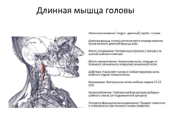 Длинная мышца головы Латинское название: longus - длинный; capitis - голова. Длинная мышца головы