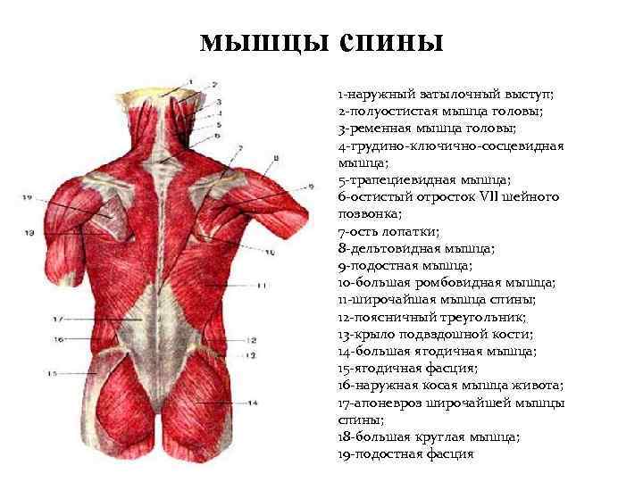 мышцы спины 1 -наружный затылочный выступ; 2 -полуостистая мышца головы; 3 -ременная мышца головы;