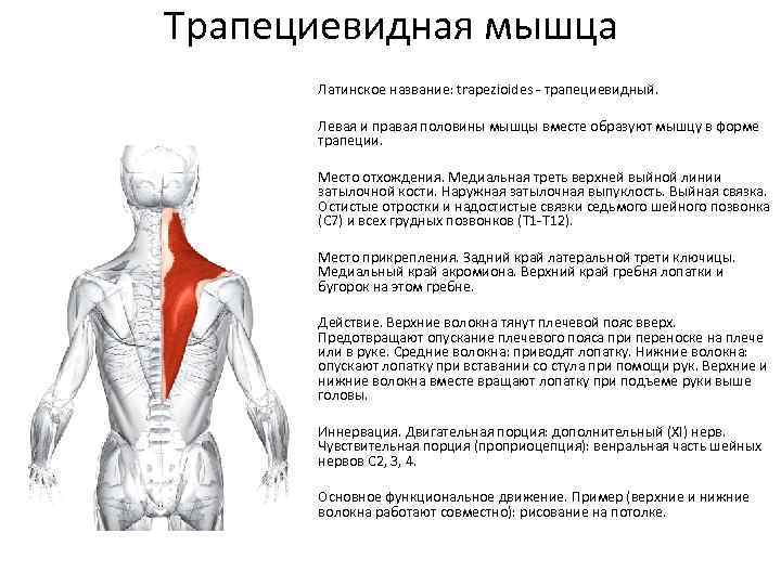 Психосоматика боль в спине лопатки