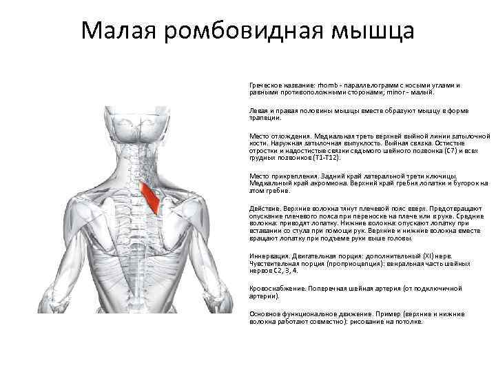 Ромбовидная мышца