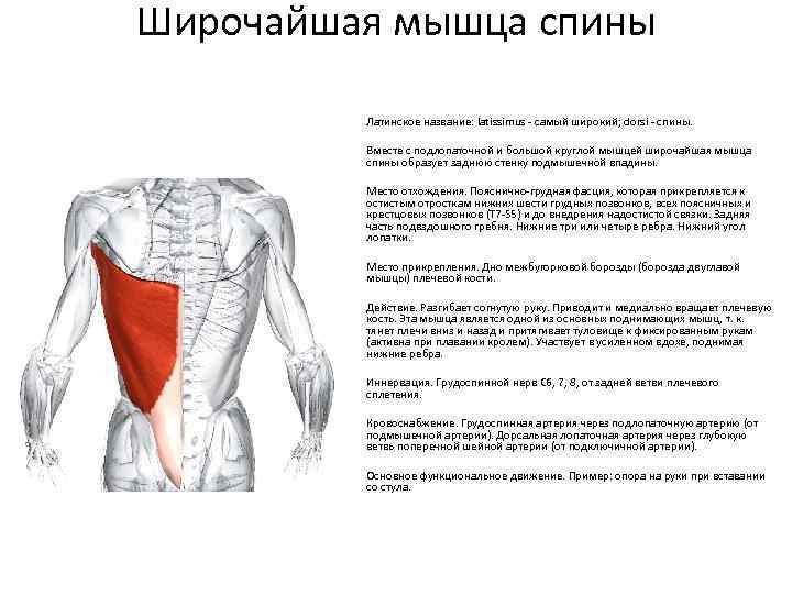 Широчайшая мышца. Широчайшая мышца спины вид сбоку. Крепление широчайшей мышцы спереди. Широчайшая мышца вид спереди. Крепление широчайшей мышцы спины.