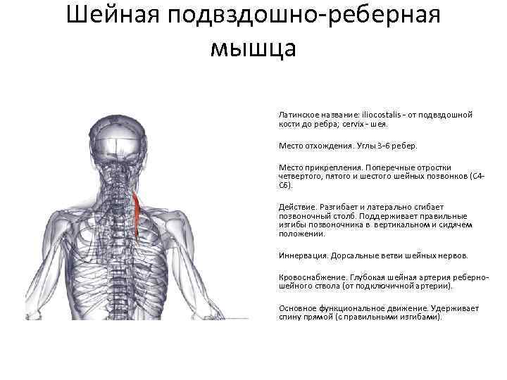 Шейная подвздошно-реберная мышца Латинское название: iliocostalis - от подвздошной кости до ребра; cervix -