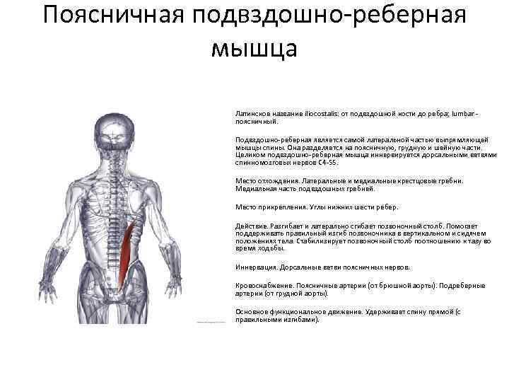 Поясничная подвздошно-реберная мышца Латинское название iliocostalis: от подвздошной кости до ребра; lumbar поясничный. Подвздошно-реберная