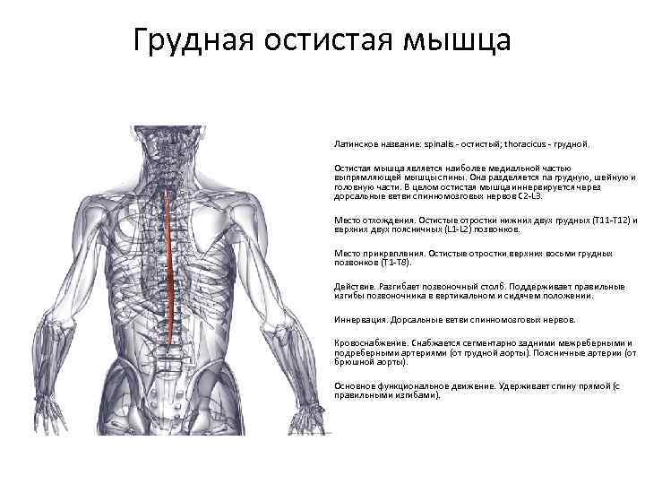 Грудная остистая мышца Латинское название: spinalis - остистый; thoracicus - грудной. Остистая мышца является