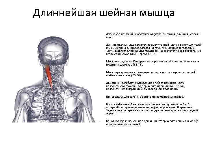 Длиннейшая шейная мышца Латинское название: iliocostalis-longissimus - самый длинный; cervix шея. Длиннейшая мышца является