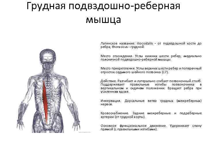 Грудная подвздошно-реберная мышца Латинское название: iliocostalis - от подвздошной кости до ребра; thoracicus -