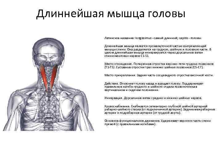 Длиннейшая мышца головы Латинское название: longissimus - самый длинный; capitis - головы. Длиннейшая мышца