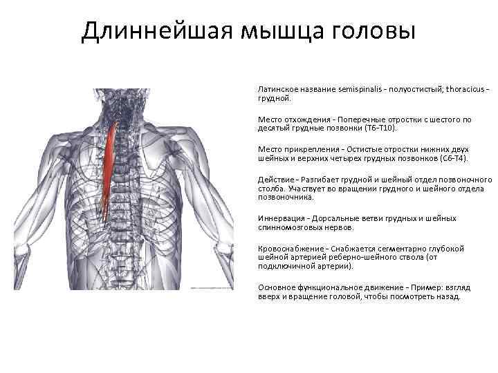 Длиннейшая мышца головы Латинское название semispinalis - полуостистый; thoracicus грудной. Место отхождения - Поперечные