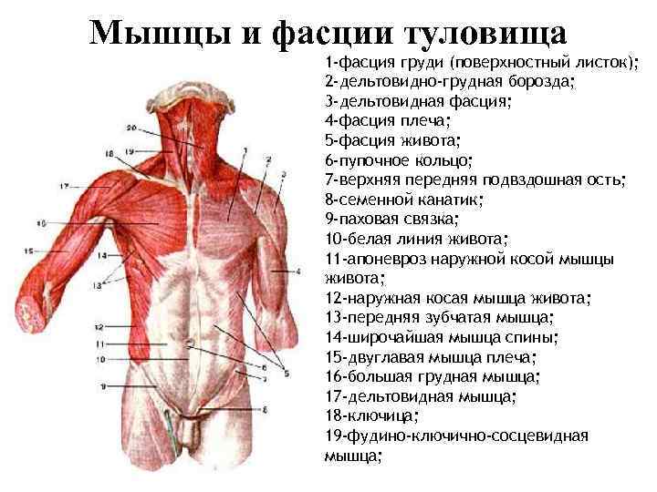 Мышцы груди схема