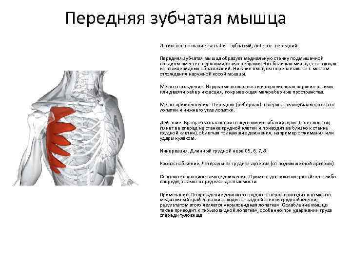 Передняя зубчатая мышца Латинское название: serratus - зубчатый; anterior -передний. Передняя зубчатая мышца образует