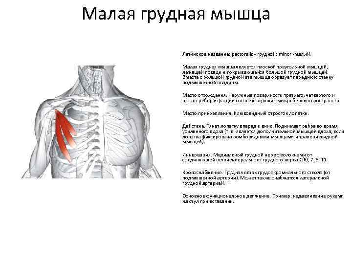 Удаление грудной мышцы. Крепление малой грудной мышцы. Малая грудная мышца функции и прикрепления. Функции малой грудной мышцы. Малая грудная мышца m. pectoralis Minor.