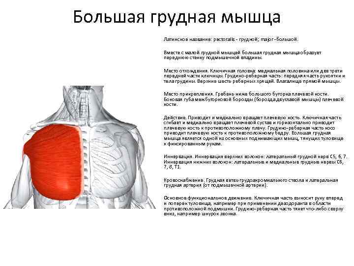 Большая грудная мышца Латинское название: pectoralis - грудной; major -большой. Вместе с малой грудной