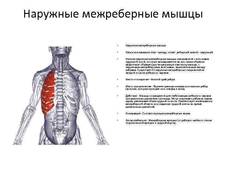 Наружные межреберные мышцы • Наружные межреберные мышцы • Латинское название inter - между; costal