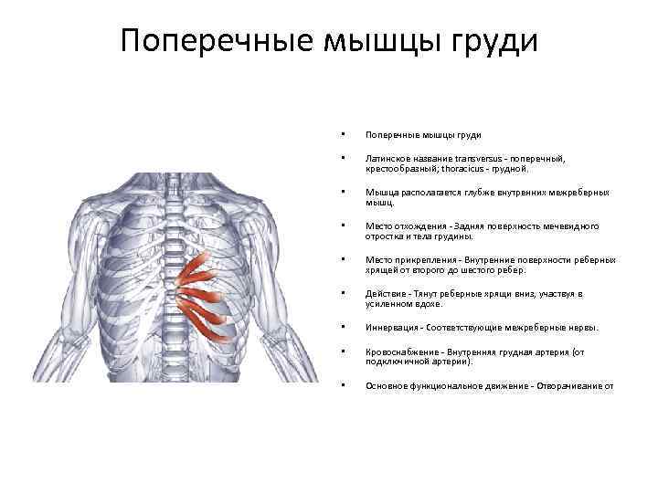 Поперечные мышцы груди • Поперечные мышцы груди • Латинское название transversus - поперечный, крестообразный;