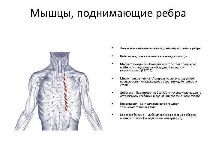 Мышцы, поднимающие ребра • Латинское название levare - поднимать; coslarum - ребра. • Небольшие,