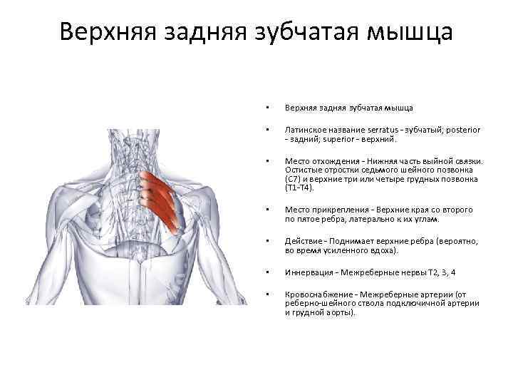 Тонкая мышца латынь