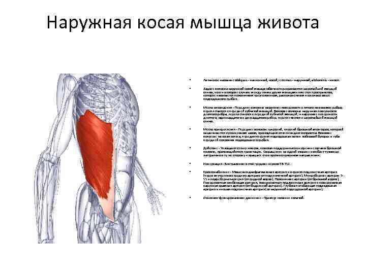 Наружная косая мышца живота • Латинское название obliquus - наклонный, косой; extemus - наружный;