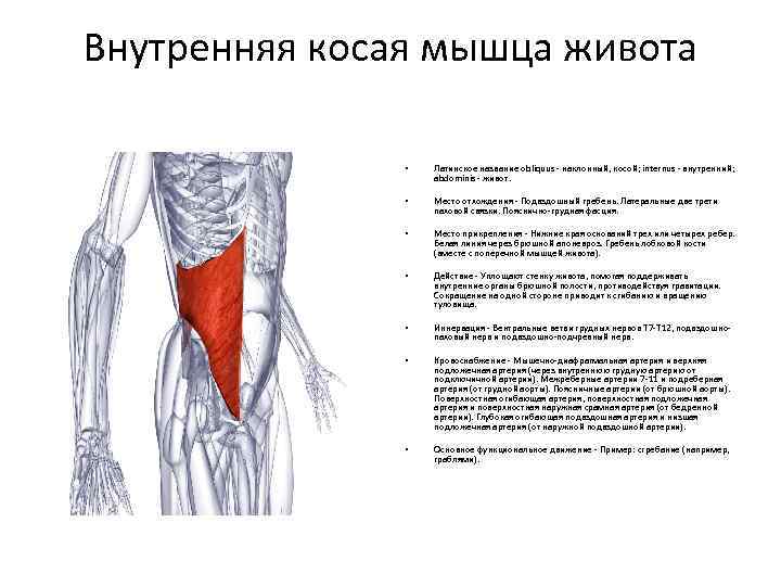 Внутренняя косая мышца живота • Латинское название obliquus - наклонный, косой; internus - внутренний;