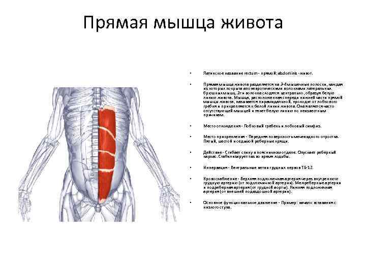 Прямая мышца живота • Латинское название rectum - прямой; abdominis -живот. • Прямая мышца