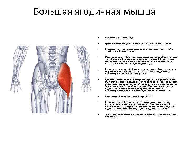 Большая ягодичная мышца • Большая ягодичная мышца • Греческое название gloutos - ягодицы; maximus