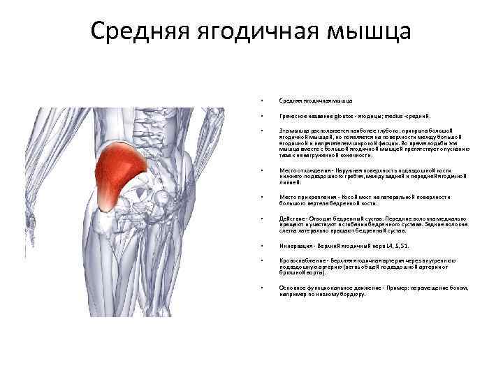 Функции большой ягодичной