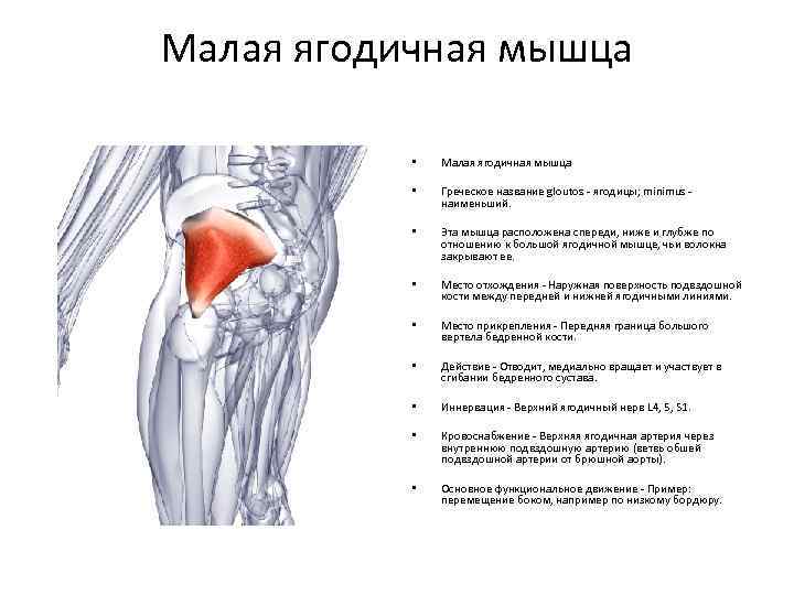 Ягодичные мышцы. Малая ягодичная мышца анатомия функции. Малая ягодичная мышца вид сбоку. Функция малой ягодичной мышцы. Средняя ягодичная мышца функции.