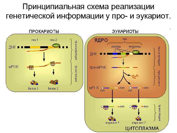 Принципиальная схема реализации генетической информации у про- и эукариот. 