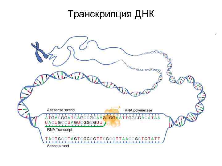 Транскрипция ДНК 