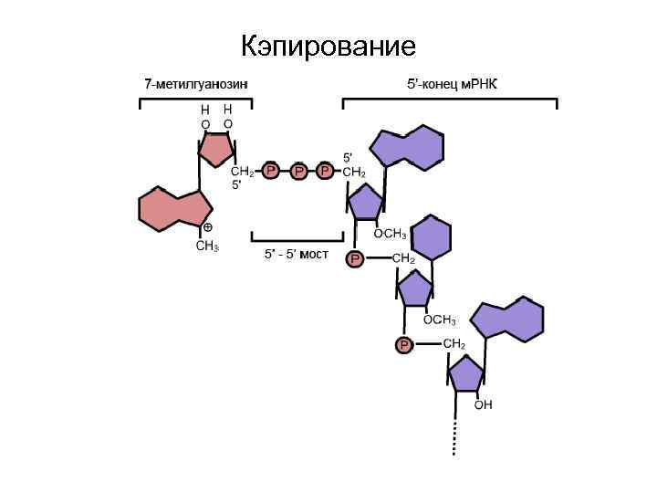 Кэпирование 