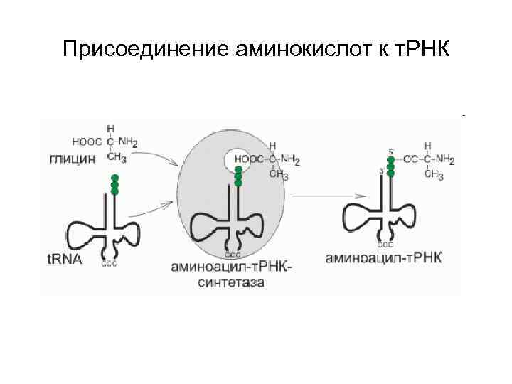 Схема расшифровка генетической информации