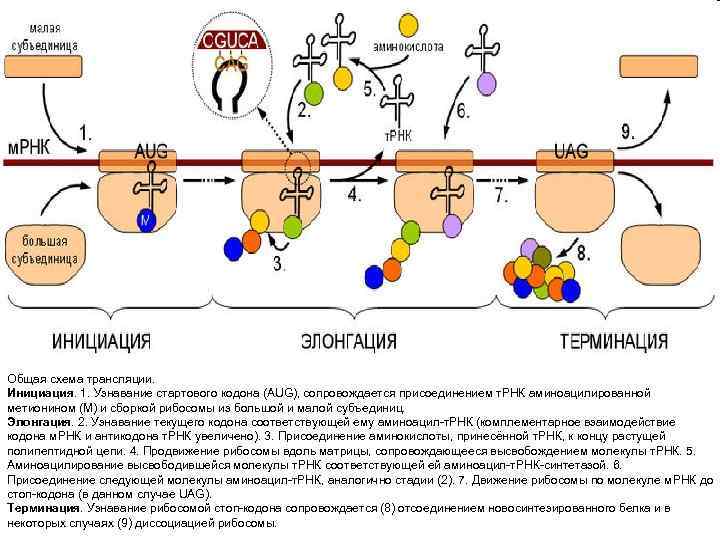 Общая схема трансляции. Инициация. 1. Узнавание стартового кодона (AUG), сопровождается присоединением т. РНК аминоацилированной