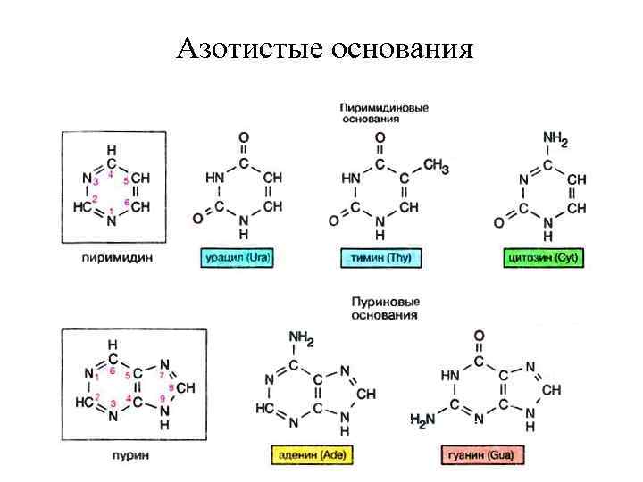 В состав нуклеотида входит азотистое основание. Формулы азотистых оснований нуклеотидов. Строение нуклеотида азотистое основание. Структура и функция пуриновых и пиримидиновых азотистых оснований. Структура нуклеотида азотистое основание.