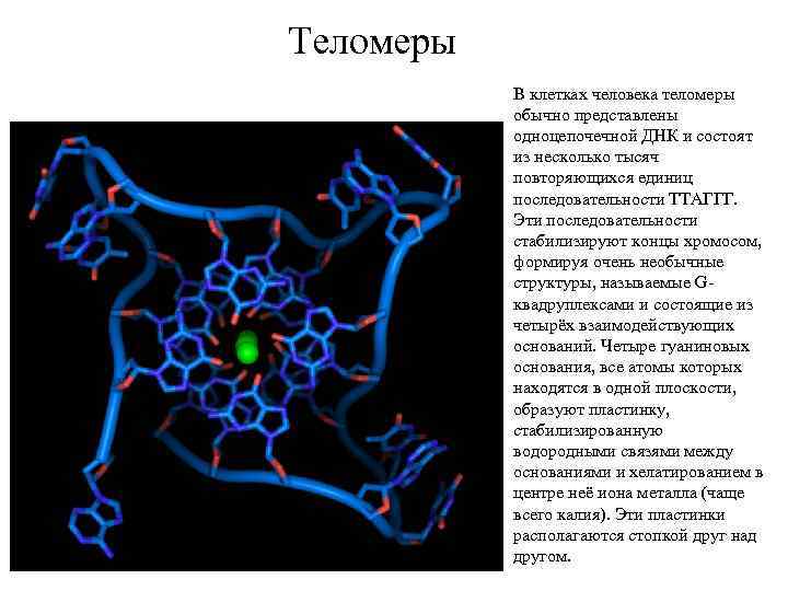 Теломеры В клетках человека теломеры обычно представлены одноцепочечной ДНК и состоят из несколько тысяч